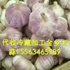 大蒜蒜苔洋蔥代收供應(yīng)