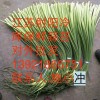 江蘇射陽(yáng)白帽蒜薹批發(fā)