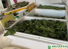 德州齊河：供應(yīng)充足 菜價回落 ()