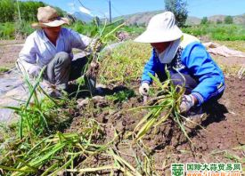 青海：樂(lè)都城臺(tái)大蒜喜豐收 ()