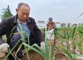 周口淮陽：20萬畝大蒜進入收獲季 ()