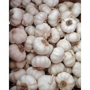 大蒜加工、出口 Garlic Exporter