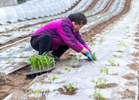 重慶巴南：蔬菜基地春耕忙